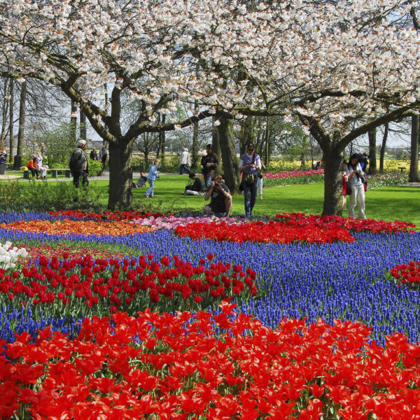 picture of cherry blossoms, muscari and tulips at Keukenhof gardens